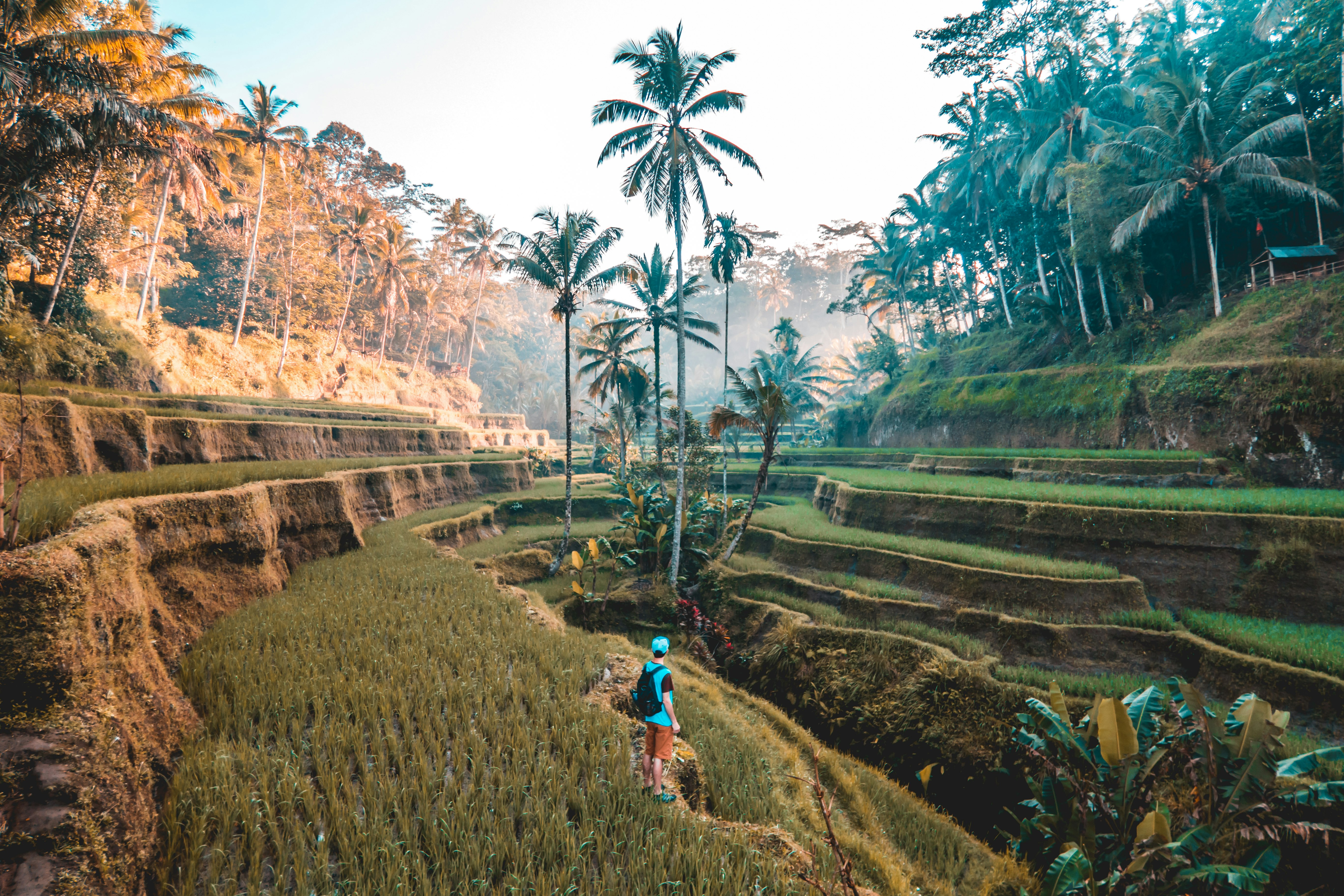 person standing on edge of mountain facing palm tree